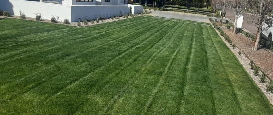 Freshly mowed green grass in Alhambra, AZ.