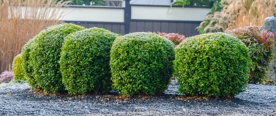 Shaped shrubs in a landscape bed in Fountain Hills, AZ.
