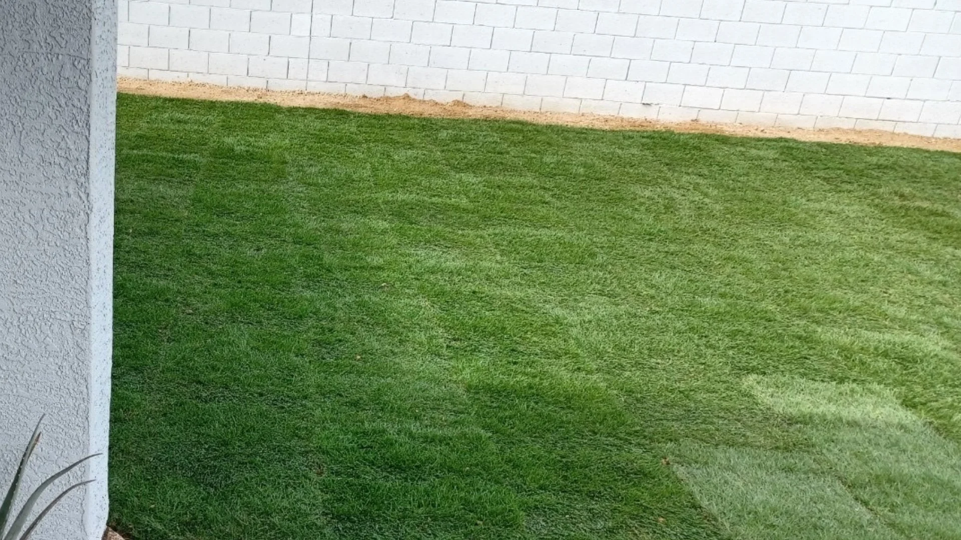 Things You Should Know Before Mowing Your New Sod for the First Time