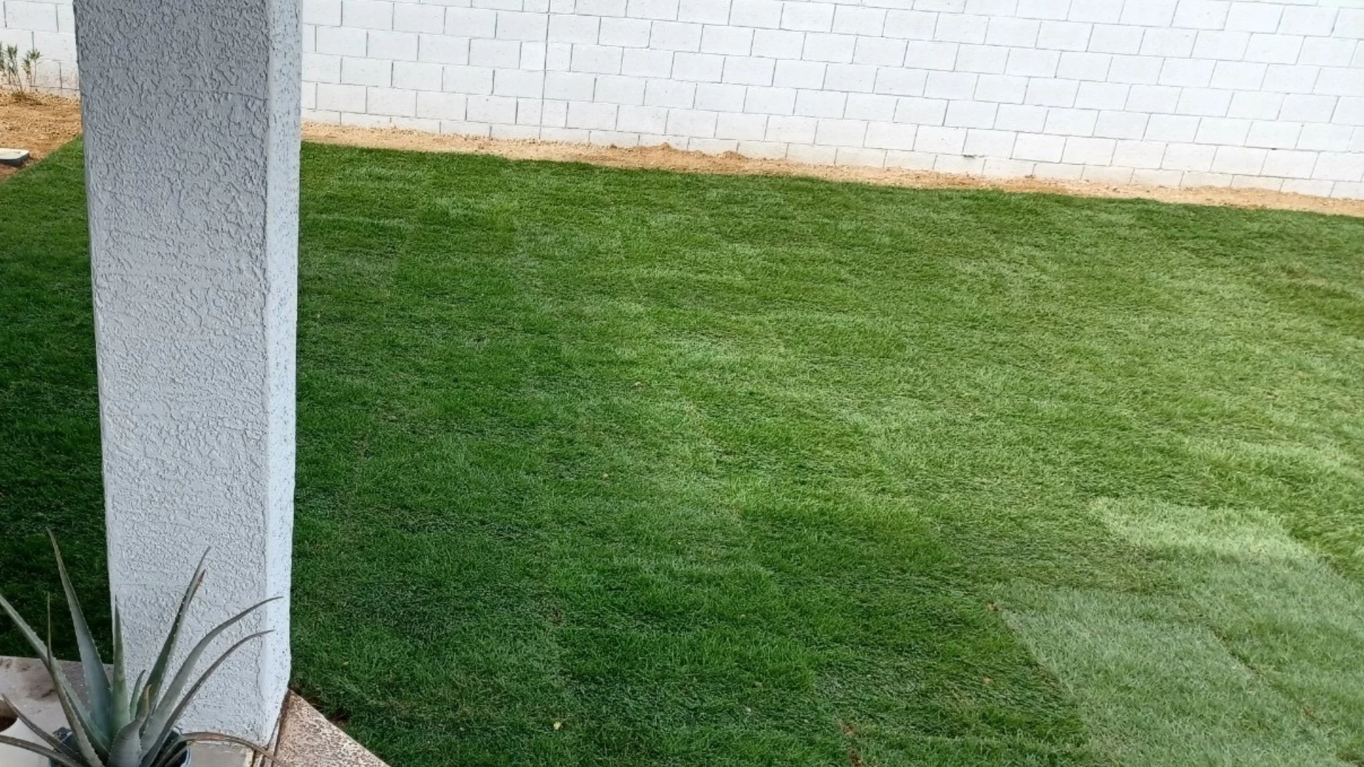 Should You Choose Sod or Artificial Turf to Establish Your New Lawn?