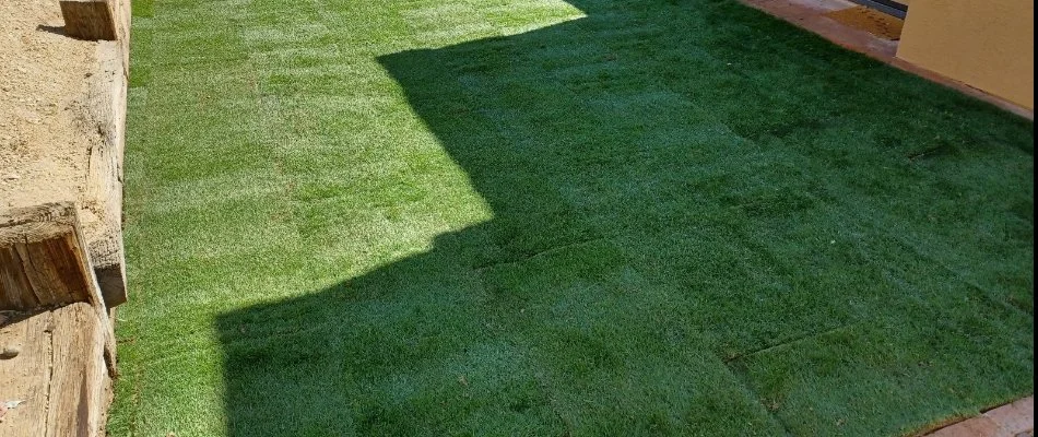 Recently installed sod in a backyard in Phoenix, AZ, near a retaining wall.