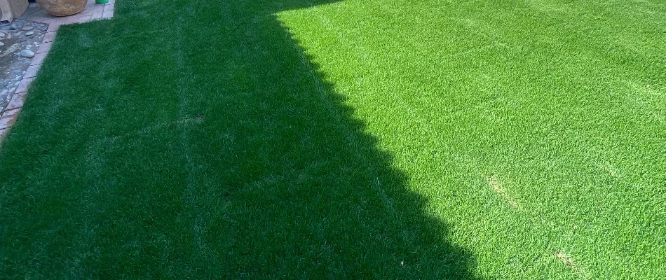 Newly established sod in a backyard in Phoenix, AZ.