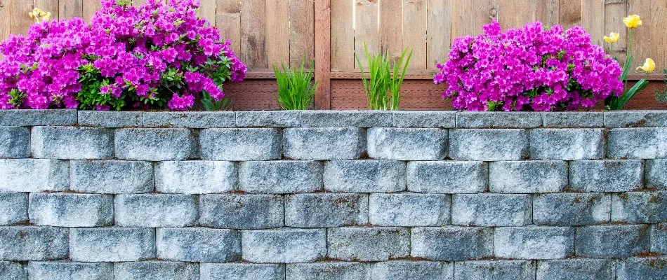 A stone retaining wall in Phoenix, AZ, with pink flowers.