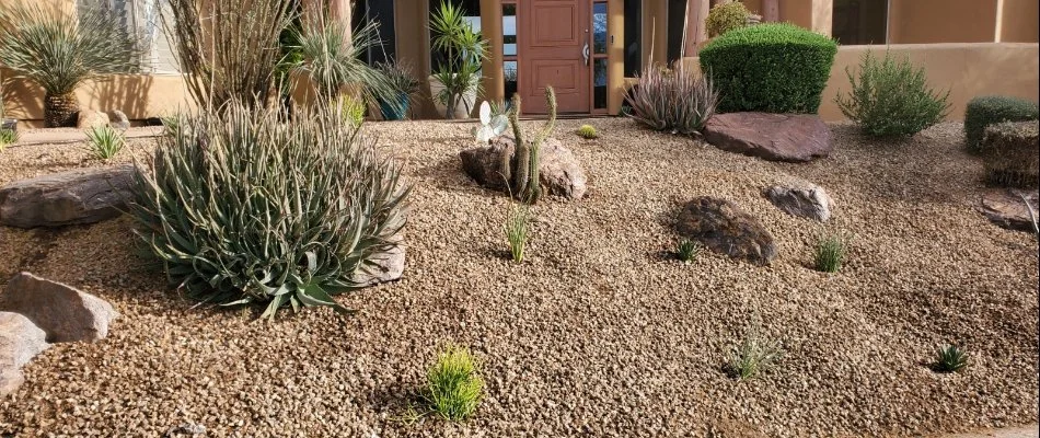 Xeriscaping landscape with cacti in Phoenix, AZ.